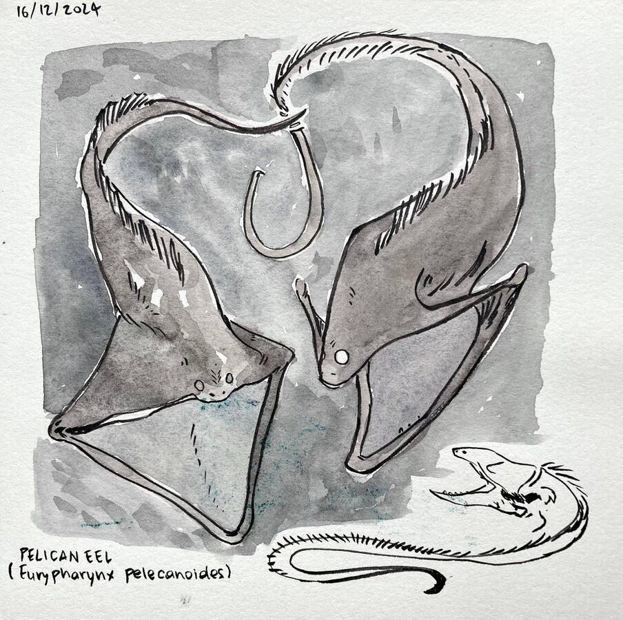 Pelican Eel studies